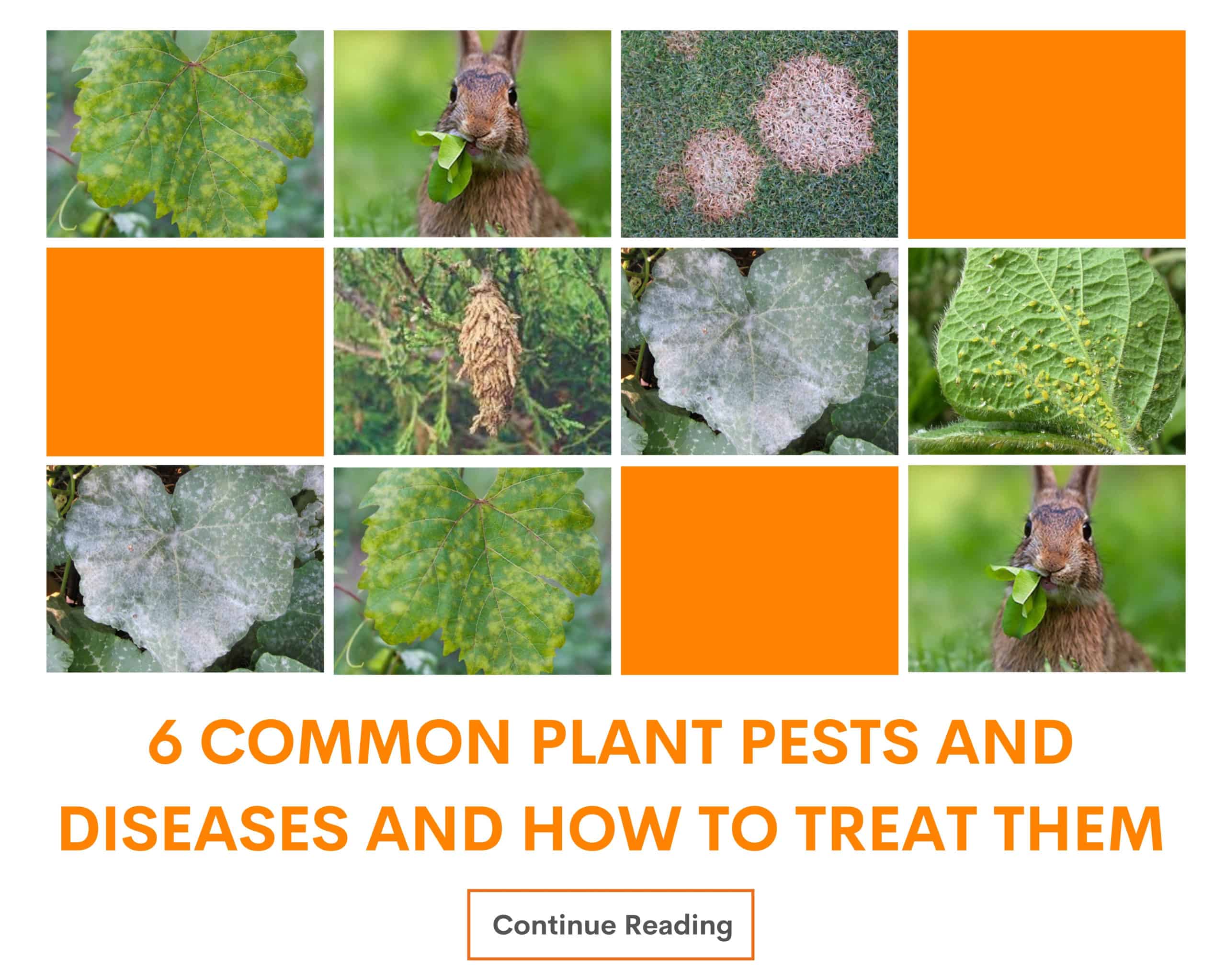 Common Plant Pests